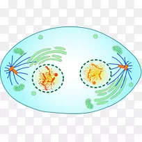 有丝分裂和减数分裂末期细胞分裂胞质分裂