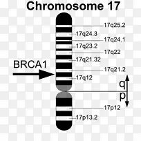 BRCA 1 BRCA突变基因BRCA 2