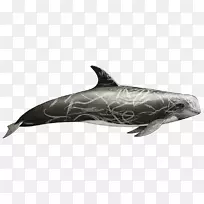 普通宽吻海豚图库溪粗齿海豚白嘴海豚全口海豚