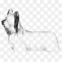 斯凯猎犬，格伦，澳大利亚丝质猎犬，凯伦猎犬，塞斯基猎犬-诺维奇猎犬