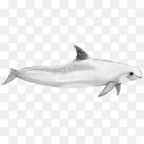 普通宽吻海豚短喙普通海豚图库溪粗齿海豚旋转海豚