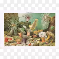 海葵水母无脊椎动物黄花-海葵海报
