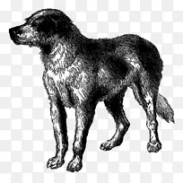 犬种纽芬兰犬稀有品种(犬)大丹灰狗-小狗
