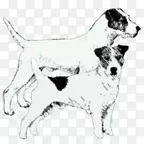 犬种杰克罗素猎犬牧师罗素猎犬伴狗运动团体罗素猎犬