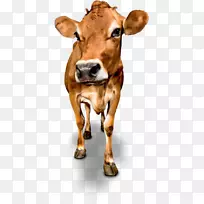 奶牛运动衫牛乳牛犊牛乳