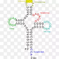 转移RNA氨基酸dna RNA病毒-电子资金转移