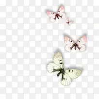 动物飞蛾-蝴蝶