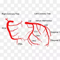 冠状动脉循环左冠状动脉前室间支解剖冠状动脉-心脏