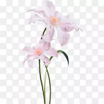 切花花卉设计花束植物茎花