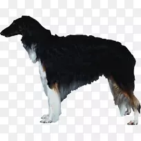 犬种伯尔佐伊，丝绸，风犬，粗野牧羊犬，伯恩斯山犬