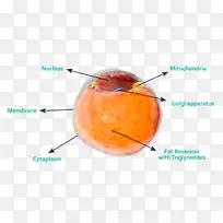 脂肪组织成体干细胞脂肪组织