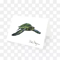 绿海龟-绿海龟