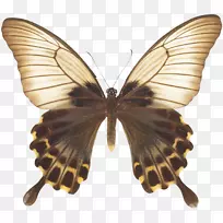 毛茸茸的蝴蝶-蝴蝶