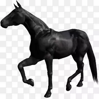布雷耶动物创作阿普卢萨种马阿拉伯马模型马