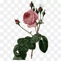 玫瑰皮埃尔-约瑟夫·雷德(1759-1840)卷心菜玫瑰画家画布-Pierrejosephredoutxe 9