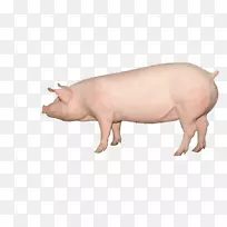 汉普郡大白猪杜洛克猪英国本土猪大型黑猪生意