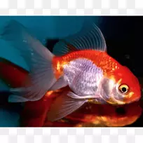 金鱼水族馆饲养鱼类海洋生物动物-鲫鱼