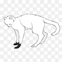 胡须野猫红狐大猫儿猎手