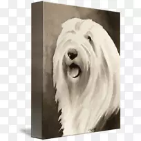 西部高原白猎犬格伦马耳他狗须牧羊犬品种-英国老牧羊犬