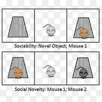 老鼠社会关系-老鼠
