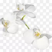 飞蛾兰切花植物茎瓣兰花白色