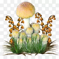 蘑菇叶