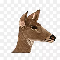 白尾鹿数码画鹿