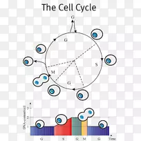 流式细胞术细胞周期dapi