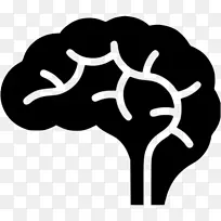 人脑干脊髓-脑