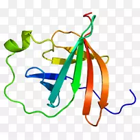 mtcp 1蛋白激酶b基因