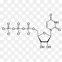 二磷酸尿苷，三磷酸腺苷，三磷酸尿苷，一磷酸尿苷