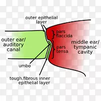 耳膜耳蜗