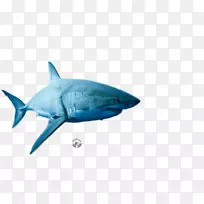 大白鲨红三角安神鲨-鲨鱼