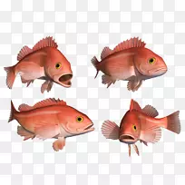 北红笛鲷、金鱼、珊瑚礁鱼、海洋生物-鱼类