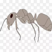 红木蚂蚁蚊虫