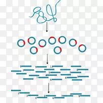 分子克隆分子生物学DNA遗传学技术