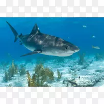虎鲨-大白鲨