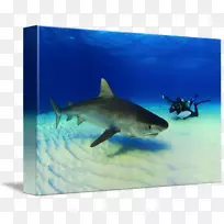 虎鲨大白鲨羊驼类鲨鱼生态系统-水
