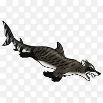 海洋食肉动物-鲨鱼