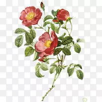 玫瑰皮埃尔-约瑟夫·雷德(1759-1840)