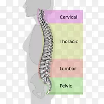 脊柱中立型脊柱腰椎韧带-椎孔