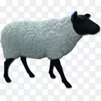羊毛鼻子动物-绵羊