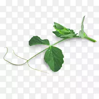 叶卷须豌豆茎叶