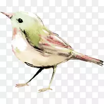 鸟水彩画剪贴画-鸟