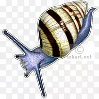 陆生蜗牛拔树蜗牛