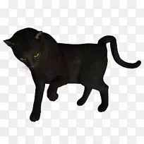 黑猫孟买猫哈瓦那棕色家养短毛猫须