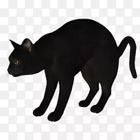 黑猫古拉特哈瓦那棕色马克斯猫剪影