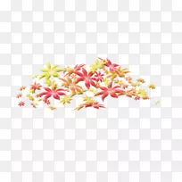 生物标本菊花剪贴画-菊花