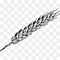 小麦剪贴画-小麦