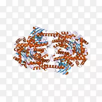 己糖激酶葡萄糖-6-磷酸异构酶HK2果糖激酶-酶